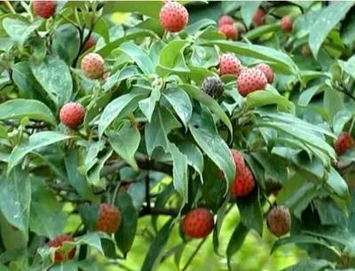 微信上最全的邵陽(yáng)山貨,吃過(guò)15種以上的都是人才!